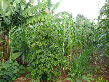 Mais, Bananen, Futtergras und eine Kaffeepflanze: Kleinbuerliche Produktionssysteme in Afrika sind oft sehr vielfltig.