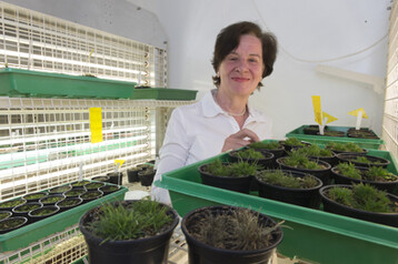 Prof. Dr. Dorothea Bartels mit dem Gras Oropetium thomaeum in der Anzuchtkammer des Instituts für Molekulare Physiologie und Biotechnologie der Pflanzen an der Universität Bonn.