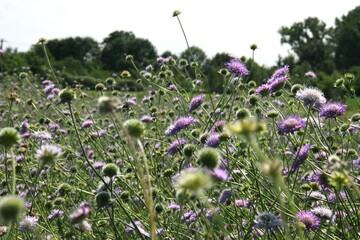 Die Acker-Witwenblume (Knautia arvensis) zeigt ausgeprgte genetische Unterschiede zwischen Nord- und Sddeutschland und zustzlich noch regionale Anpassung.