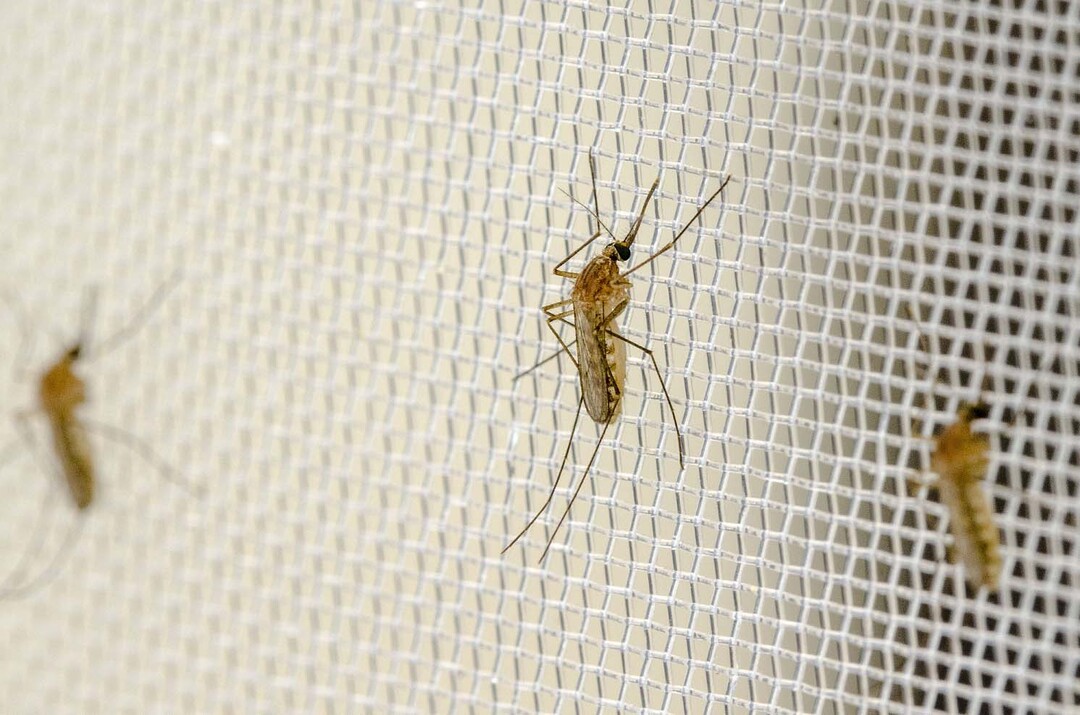 Auf Borrelien-Erreger untersucht: Die Sdliche Hausmcke (Culex quinquefasciatus).