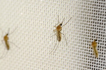 Auf Borrelien-Erreger untersucht: Die Sdliche Hausmcke (Culex quinquefasciatus).