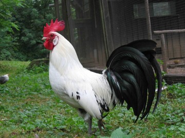 Ostfriesische Mwe - eine von zwlf Hhnerrassen der Genreserve