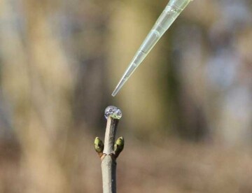 Die Hauptknospe eines Ahorn-Bumchens wurde abgeschnitten. Auf die Schnittstelle wird mit einer Pipette Rehspeichel aufgetragen.