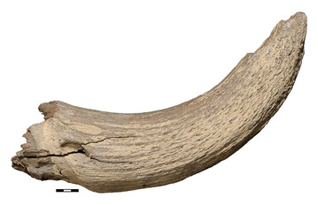ber 45.000 Jahre alter rechter Hornzapfen eines weiblichen Steppenbisons von Langsdorf bei Tribsees (Mecklenburg-Vorpommern).