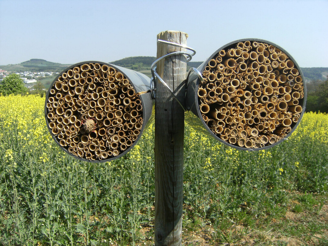 Die verwendeten Nisthilfen bestehen aus Bündeln kurzer Schilfhalme, in denen die Insekten ihre Eier ablegen können.