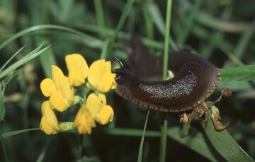 Die Rote Wegschnecke war frher die hufigste Schneckenart in und um Grlitz. 