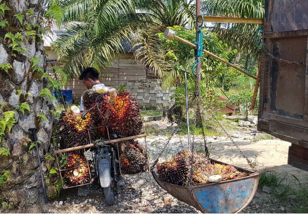 Rund die Hälfte des weltweit verwendeten Palmöls wird von Kleinbauern produziert. Hier werden die Früchte zu einer Sammelstelle in Indonesien transportiert.