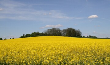 Landschaft mit Raps