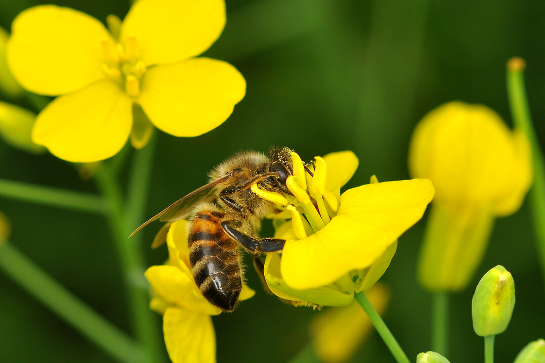 Haben Honigbienen die Wahl, fliegen sie bevorzugt auf Rapsblten, Obstbume haben das Nachsehen. 