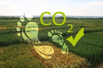 Zwei Fuabdrcke vor dem Hintergrund von Versuchsparzellen mit Weizensorten symbolisieren, dass der Zchtungsfortschritt zum Klimaschutz beitrgt, durch Reduktion des CO2-Fuabdrucks.
