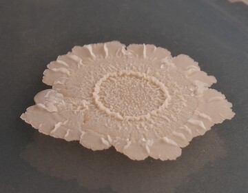 ie Mikrobe des Jahres 2023, Bacillus subtilis, bildet Biofilme mit vielfltigen Strukturen.