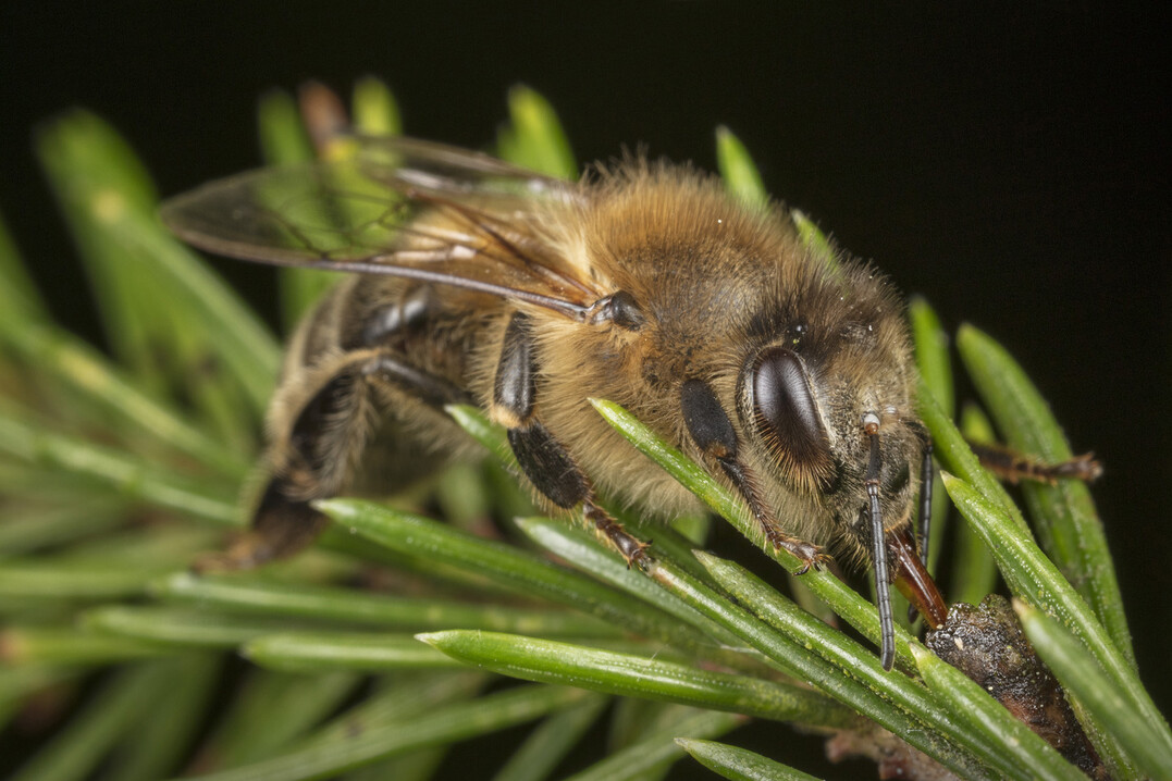 Eine Honigbiene (Apis mellifera) sammelt Honigtau auf einer Tanne.