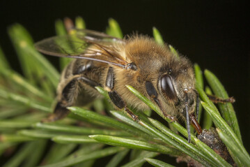 Eine Honigbiene (Apis mellifera) sammelt Honigtau auf einer Tanne.