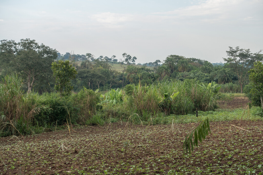 Die Ausweitung landwirtschaftlicher Flächen ist ein Hauptgrund für die Entwaldung in der Projektregion im Westen Ugandas