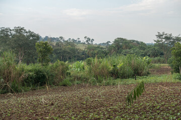 Die Ausweitung landwirtschaftlicher Flchen ist ein Hauptgrund fr die Entwaldung in der Projektregion im Westen Ugandas