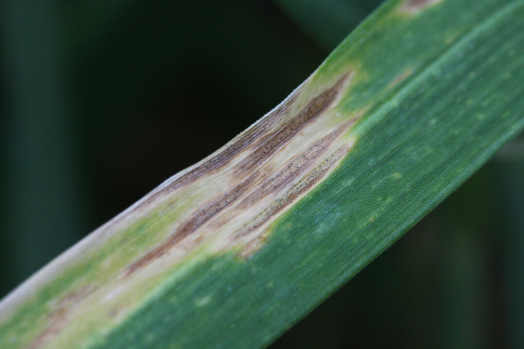 Diese Blattveränderungen sind typisch für die Septoria-Blattdürre von Getreidepflanzen. Verursacher ist der Schlauchpilz Zymoseptoria tritici