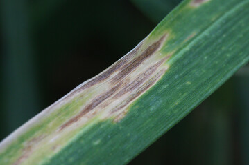 Diese Blattvernderungen sind typisch fr die Septoria-Blattdrre von Getreidepflanzen. Verursacher ist der Schlauchpilz Zymoseptoria tritici