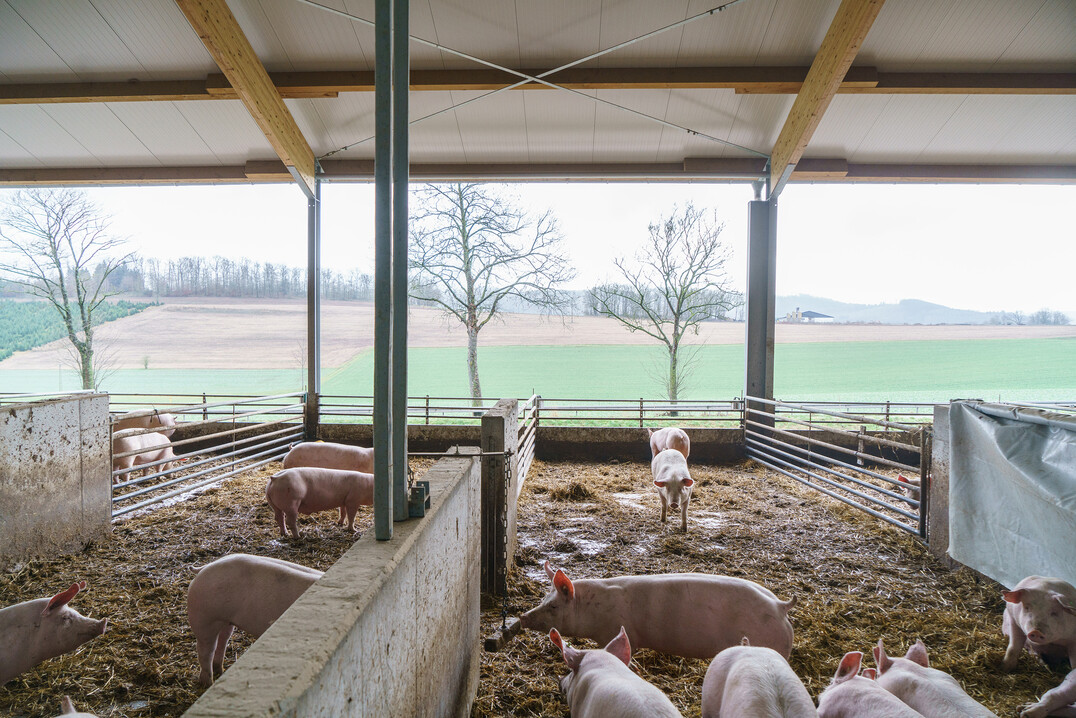 Den Teilnehmenden präsentierter Beispiel-Schweinestall der Haltungsform 3.