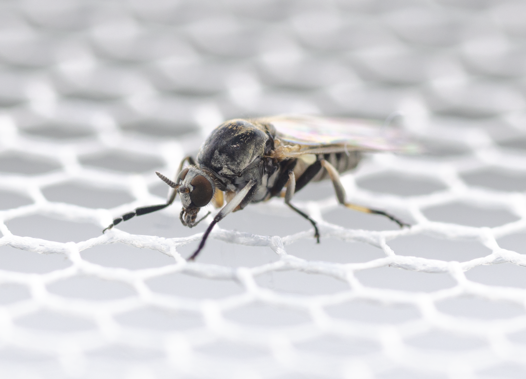 Die Art Simulium ornatum gehört zu den veterinär- und humanmedizinisch relevanten Kriebelmücken.