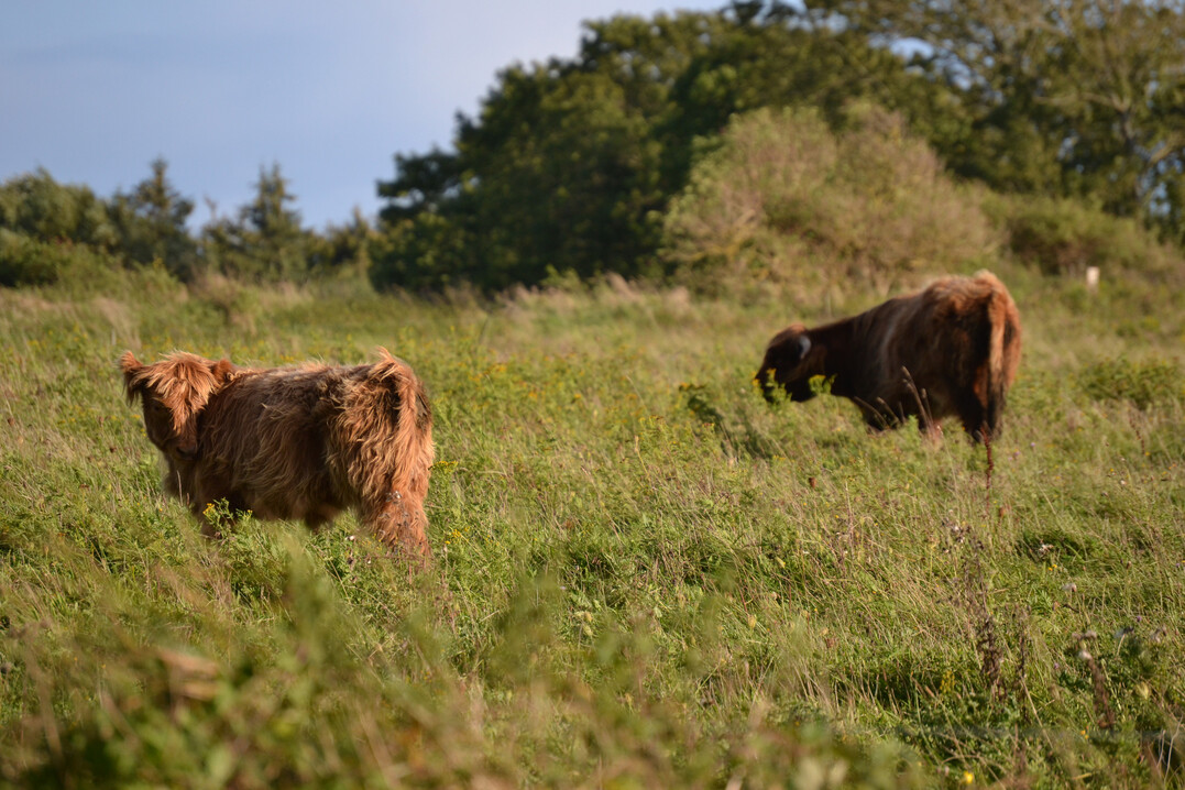 Die Beweidung durch Haus- und Wildtiere prgt Landschaften in ganz Europa.