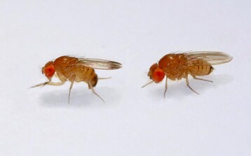 Die Kirschessigfliege ist ein gef�rchteter Sch�dling, weil sie gesunde Fr�chte bef�llt, um ihre Eier darin abzulegen.