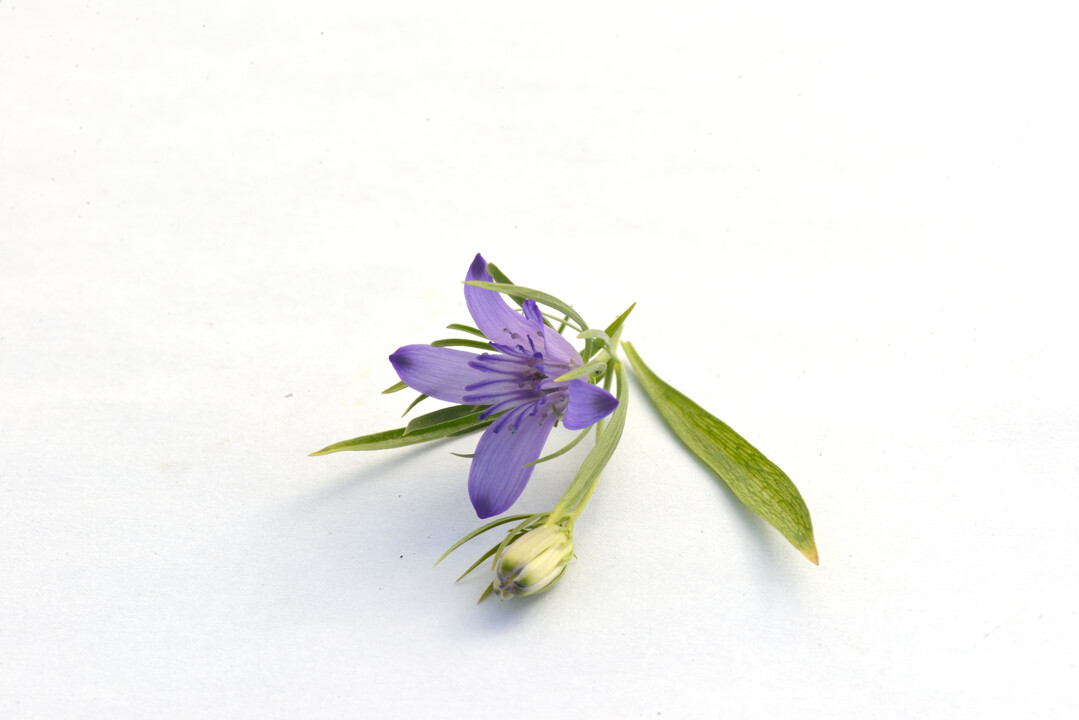 Nigella bucharica "Blue Stars"