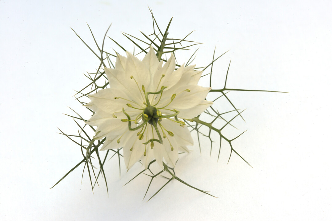 Nigella damascena "Albion Green Pod"