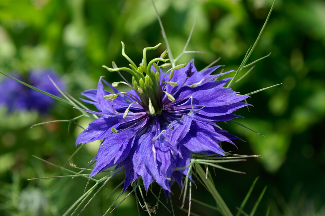 Nigella damascena "Flore Pleno"