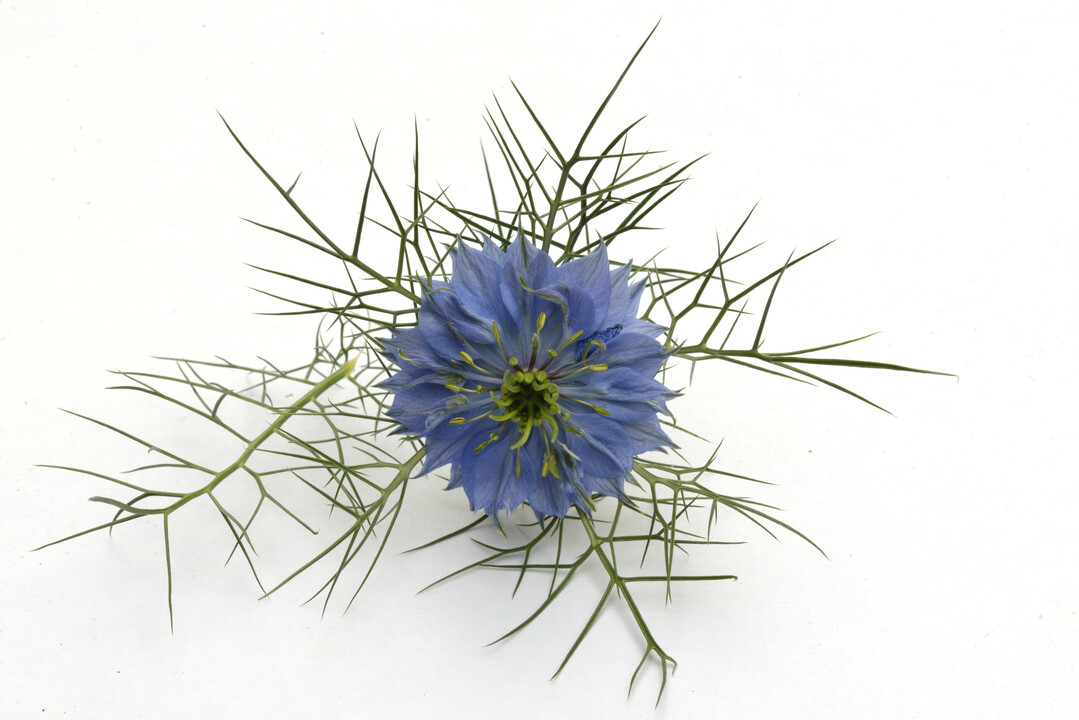 Nigella damascena "Miss Jekyll"