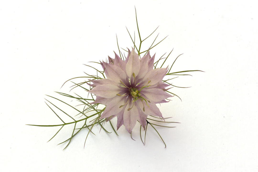 Nigella damascena "Miss Jekyll Rose"