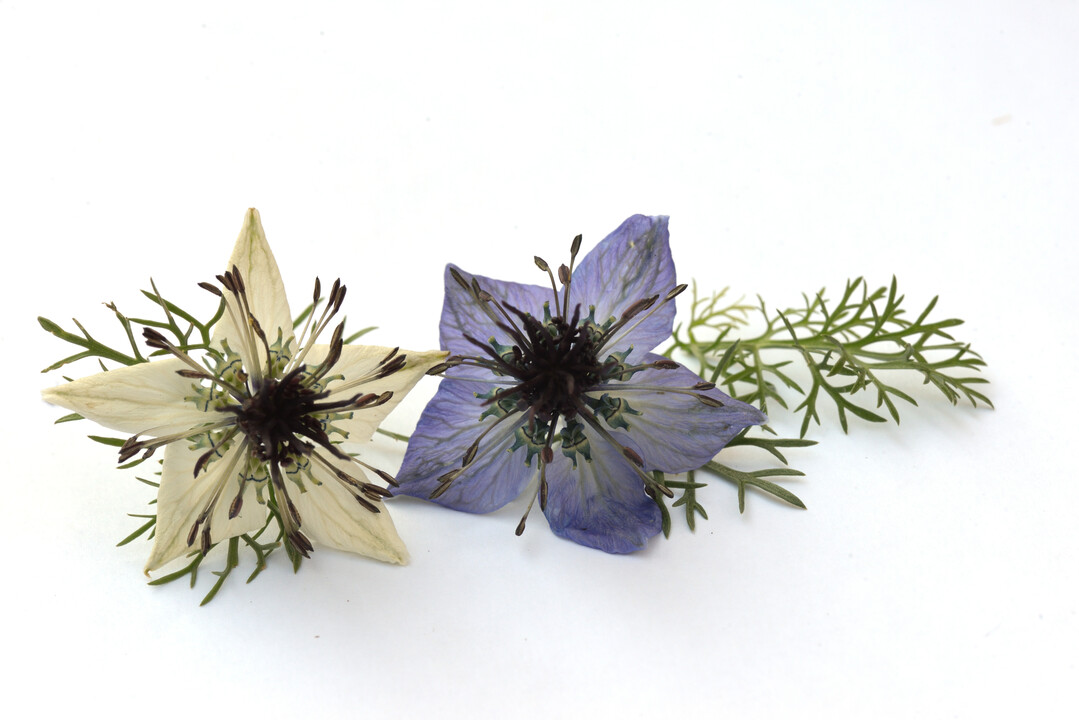 Nigella hispanica "African Pride"