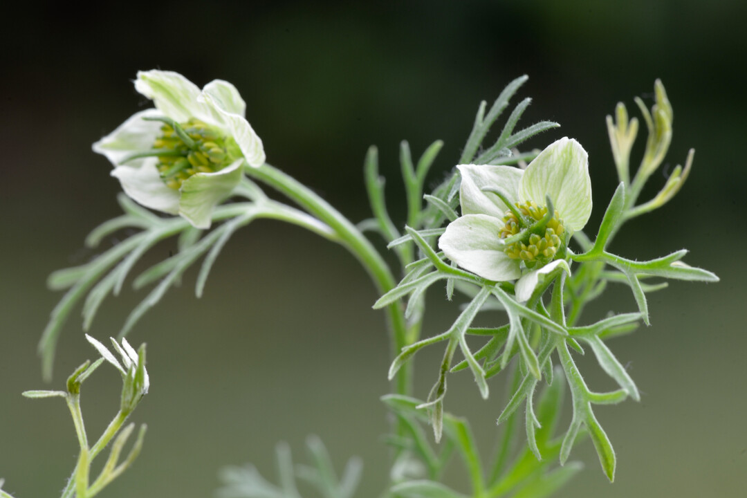 Nigella sativa