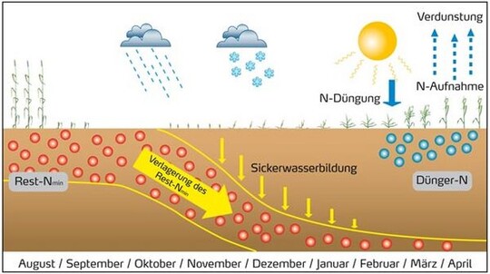 Abb. 1: Schematische Darstellung der Nitratauswaschung