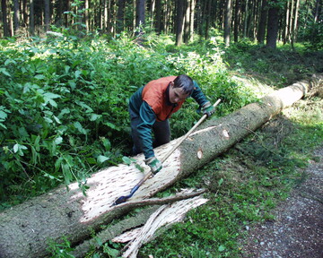 Nur eine Manahme von vielen: Im Rahmen des Notfallplans Wald gibt es Beihilfen fr die Aufarbeitung und die Entrindung von Kferholz noch im Jahr 2019 beziehungsweise ab 2020.