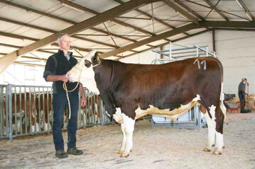 Dies ist der erste Olefelksohn, den wir in den Testeinsatz schicken. Sein Vater verbessert sich von Zuchtwertsch�tzung zu Zuchtwertsch�tzung. Z�chter ist Hans Georg Eble aus Glottertal- F�hrental