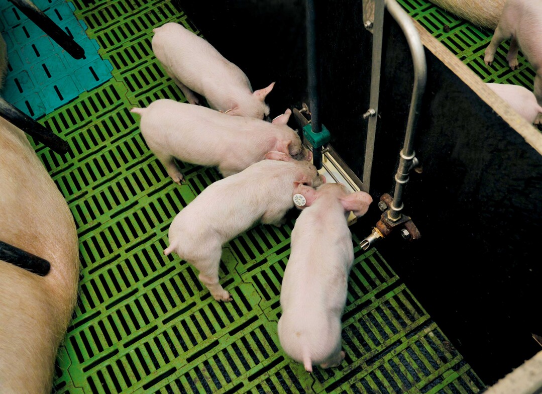 Angesäuertes Futter verspricht höhere Tierleistungen sowie gesündere und fittere Ferkel und Schweine. Bewiesen sind diese Vorzüge der Futterfermentation bisher nicht. Nachgewiesen ist lediglich, dass Schweine, die mit sauerem Futter gefüttert werden, Phosphor besser verdauen und verwerten.