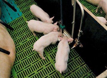 Angesuertes Futter verspricht hhere Tierleistungen sowie gesndere und fittere Ferkel und Schweine. Bewiesen sind diese Vorzge der Futterfermentation bisher nicht. Nachgewiesen ist lediglich, dass Schweine, die mit sauerem Futter gefttert werden, Phosphor besser verdauen und verwerten. 