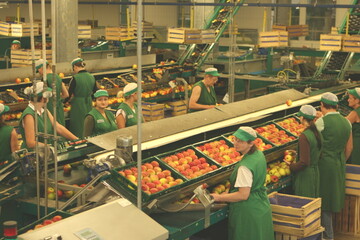 Bald stehen die Bnder still: Die vorgesehene Kurzarbeit umfasst smtliche Betriebe des nationalen Obstgeschfts der BayWa in Kressbronn, Ravensburg, Ailingen, Oberteuringen, hringen und Weisenheim. 