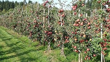 Jonagored-Anlage, die zum Teil auf Bioanbau umgestellt wurde. 