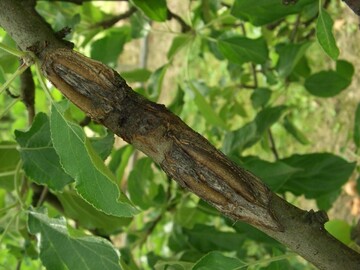 Krebssymptome am Ast eines Obstbaumes: Durch die aufgeplatzte Rinde ist die Wasser- und Nhrstoffversorgung eingeschrnkt.
