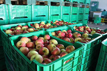 In wirtschaftliche Schwierigkeiten geratene Obstbaubetriebe sollen mit rund 340 Euro pro Hektar untersttzt werden, Hopfenbetriebe mit rund 370 Euro pro Hektar. Insgesamt 36 Millionen Euro stehen Deutschland aus dem dritten Hilfspaket der Europischen Kommission zur Verfgung.