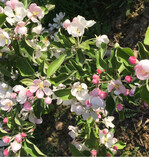 Obstgehölze haben zum Austrieb und zur Blüte ihren höchsten N-Bedarf. Die Stickstoffdüngung sollte daher früh erfolgen.