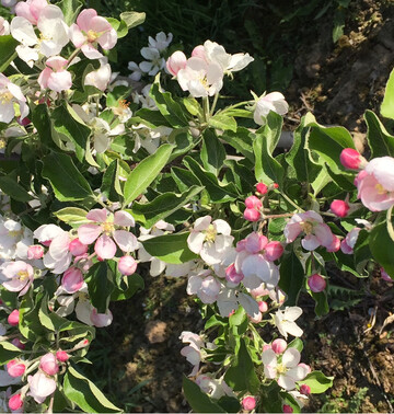 Obstgehölze haben zum Austrieb und zur Blüte ihren höchsten N-Bedarf. Die Stickstoffdüngung sollte daher früh erfolgen.