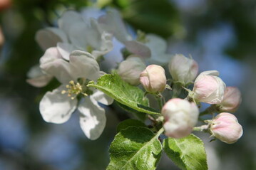 Zur Blte war in diesem Jahr der Feuerbrand-Befallsdruck nur schwach. Daher musste gar nicht oder nur einmal behandelt werden. Im Kernobstbltenhonig gab es daher kaum Rckstnde vpm Streptromycin. 