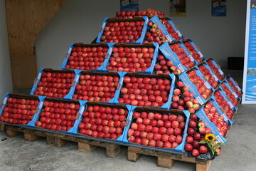Der bisherige Markenauftritt von Obst vom Bodensee soll im Herbst durch einen neuen abgelst werden. 