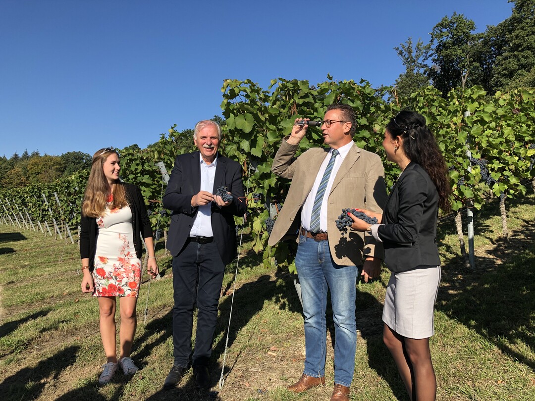 Bei der traditionellen Öchslemessung im Weinberg (von links): Weinprinzessin Henrike Heinicke, Weinbaupräsident Hermann Hohl, Landwirtschaftsminister Peter Hauk und Weinprinzessin Franziska Pfizenmayer