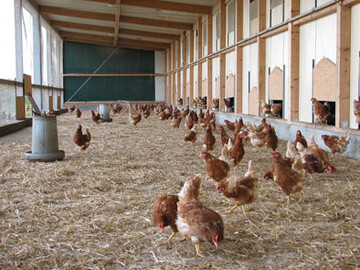 kologische Tierhaltung stellt hohe Anforderungen an Stallungen, Haltungsformen und Tierhalter: Bei Legehennen ist eine Umstellungszeit von sechs Wochen erforderlich.