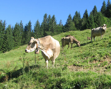Die sterreichischen Milchbauern haben saldiert ihre Quote um rund 4,5 Prozent bermolken.
