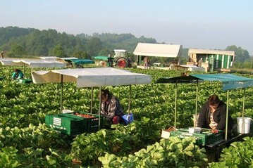 Wichtigster Umsatztrger beim OGM Mittelbaden sind Erdbeeren. 