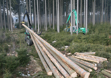 Angesichts des laufenden Waldumbaus in Richtung Laubholz sorgt sich die Sge- und Holzwerkstoffindustrie um ihre Versorgung mit Nadelrohholz..